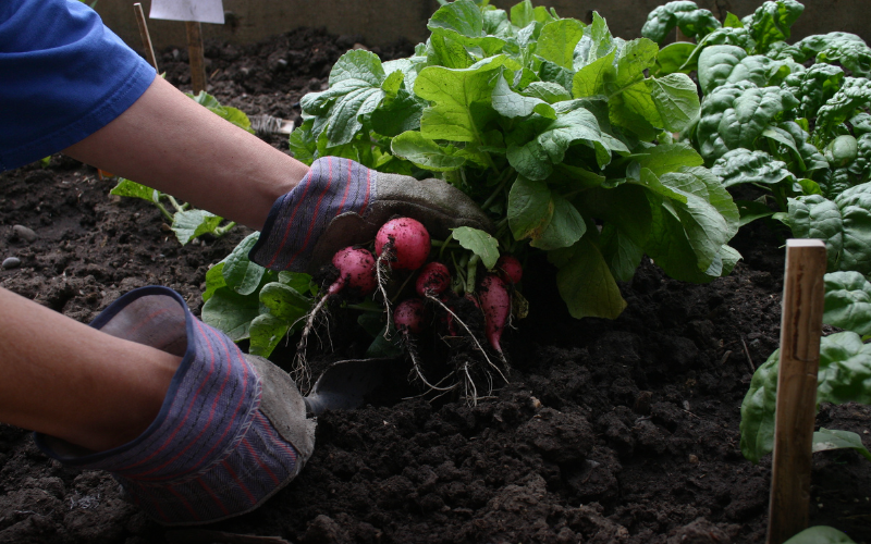 Beginner's Guide to Starting a Thriving Vegetable Garden