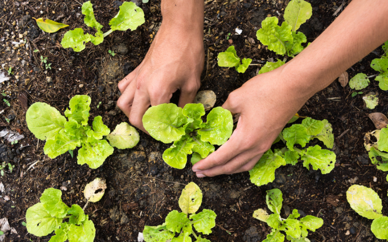 Beginner's Guide to Starting a Thriving Vegetable Garden